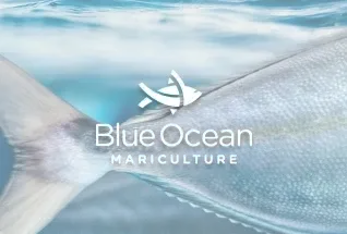 Blue Ocean Mariculture logo over a Hawaiian Kanpachi, a seafood partner of Jackie Rey's Kona.