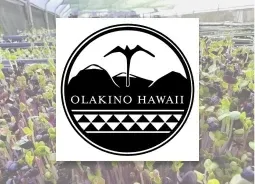 Olakino Hawaii logo over trays of micro greens, a produce partner of Jackie Rey's Kona.